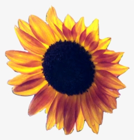 Sunflowers Png Red - Clear Background Sunflowers Transparent, Png Download, Transparent PNG