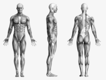 Human Muscles - Human Body, HD Png Download, Transparent PNG