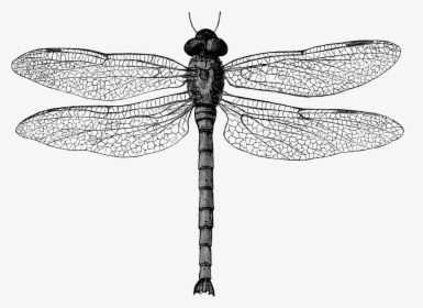 Clip Art Black And White Dragonfly - Dragon Fly Illustration, HD Png Download, Transparent PNG