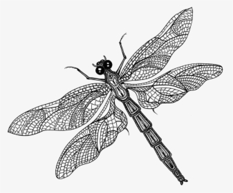 Dragonfly With Butterfly Wings, HD Png Download, Transparent PNG