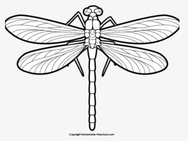 Dragonfly Clipart Scroll - Dragonfly Black And White Clip Art, HD Png Download, Transparent PNG