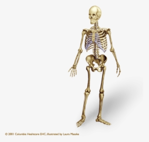 Vector Clipart Psd Peoplepng - Human Skeleton Png, Transparent Png, Transparent PNG
