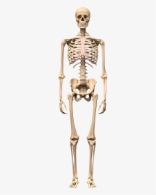 Skeleton Png - Human Skeleton Images Hd, Transparent Png, Transparent PNG