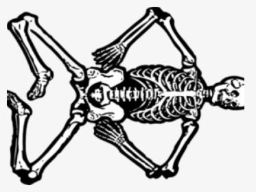 Skeletons Cliparts - Skeleton Body Clip Art, HD Png Download, Transparent PNG