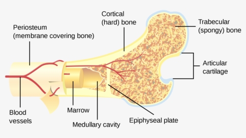 Bone Marrow Clipart - Long Bone Haversian Canal, HD Png Download, Transparent PNG