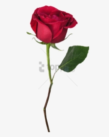 Download With Images Background - Single Red Rose Png, Transparent Png, Transparent PNG