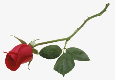 Rose Png - Love Girlfriend Valentines Message, Transparent Png, Transparent PNG