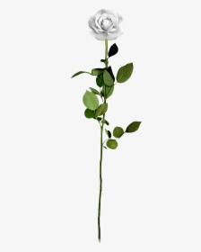 White Rose Clip Arts - Transparent Png White Rose Png, Png Download, Transparent PNG