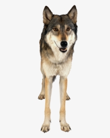 Free Download Of Wolf Png Image - Wolf Png, Transparent Png, Transparent PNG