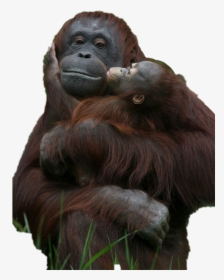 Monkey Holding Baby Monkey, HD Png Download, Transparent PNG