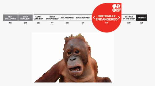 Picture5 - Orangutan Status, HD Png Download, Transparent PNG