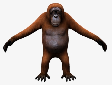 Monkey , Png Download - Monkey, Transparent Png, Transparent PNG