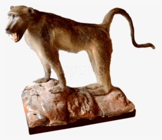 Taxidermy Baboon Uk, HD Png Download, Transparent PNG