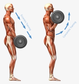 Eccentric Training Image - Muscular System Working Out, HD Png Download, Transparent PNG