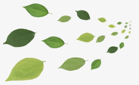 Leaf Desktop Wallpaper - Leaves In Air Png, Transparent Png, Transparent PNG