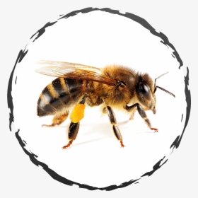 Wisconsin Honey Bees, HD Png Download, Transparent PNG