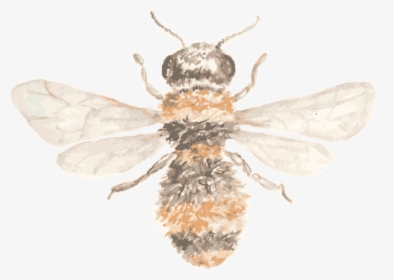 Hb Beeicon, HD Png Download, Transparent PNG