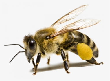 Honey Bee Transparent Background, HD Png Download, Transparent PNG