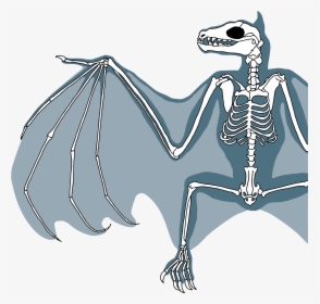 Clip Art Biology All About Bats - Flying Fox Bat Skeleton, HD Png Download, Transparent PNG