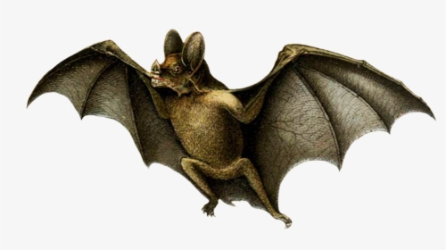 Drawing Of Vampire Bat - Vampire Bat White Background, HD Png Download, Transparent PNG