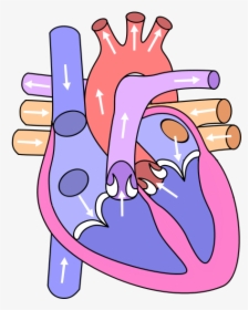Heart Diagram Clipart - Circulatory System Heart Drawing, HD Png Download, Transparent PNG