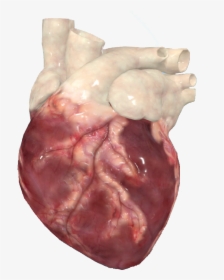Transparent Realistic Heart Png - Liver, Png Download, Transparent PNG