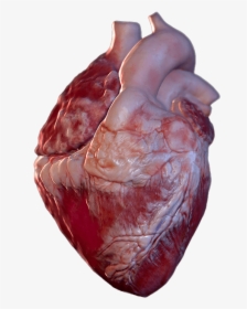 Bild Ist Nicht Verfügbar - Heart Hololens 3d Model, HD Png Download, Transparent PNG