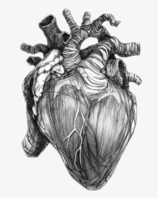 #heart #love #realistic #freetoedit - Anatomical Heart Of Stone, HD Png Download, Transparent PNG