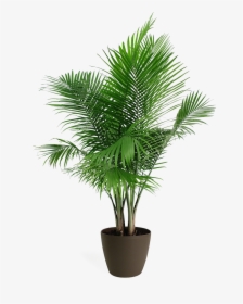 Palm Plant Png, Transparent Png, Transparent PNG