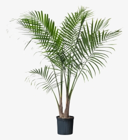 Palm Plant , Png Download - Palm Plant, Transparent Png, Transparent PNG