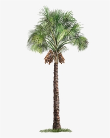 Palm Flexuosa Mauritia Tree Arecaceae Free Download - Transparent Background Palm Tree Png, Png Download, Transparent PNG
