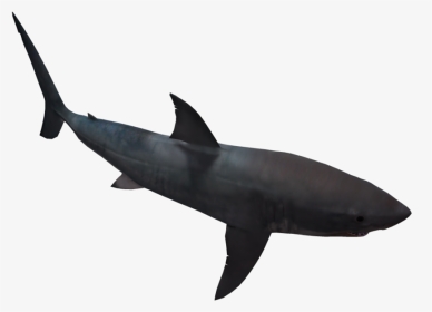 Great White Shark 05 By Wolverine041269 On Clipart, HD Png Download, Transparent PNG