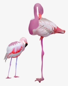 Flamingo, Birds, Pink, Animal, Pride, Nature, Plumage, HD Png Download, Transparent PNG