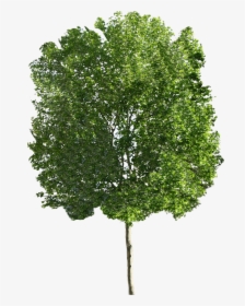 Large Tree Png, Transparent Png, Transparent PNG