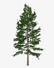 3d Trees - Pinus Strobus - Acca Software, HD Png Download, Transparent PNG
