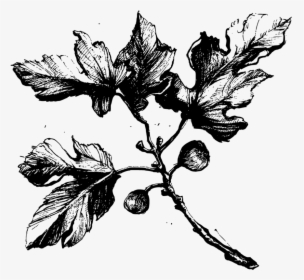 Fig Tree Black And White , Png Download, Transparent Png, Transparent PNG