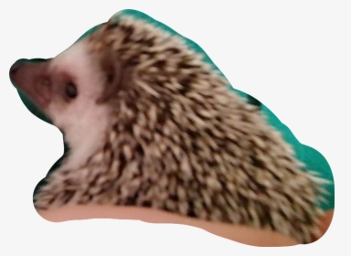 Hodor Png, Transparent Png, Transparent PNG