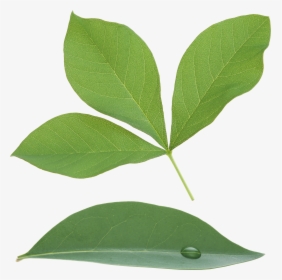 Green Leaf Png, Transparent Png, Transparent PNG