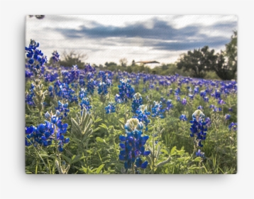 Bluebonnets By The Lake Canvas, HD Png Download, Transparent PNG