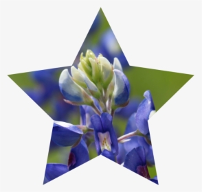Bluebonnet Png, Transparent Png, Transparent PNG