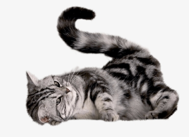 Kittens Transparent Tabby, HD Png Download, Transparent PNG
