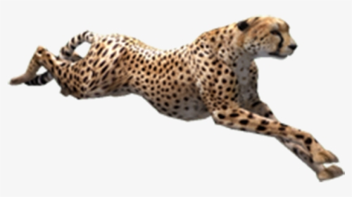 Cheetah Zoo Tycoon, HD Png Download, Transparent PNG