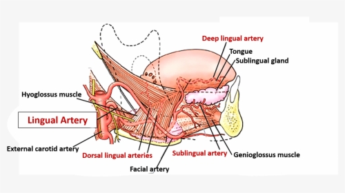 Lingual Artery, HD Png Download, Transparent PNG