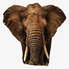 Elephant Png Image, Transparent Png, Transparent PNG