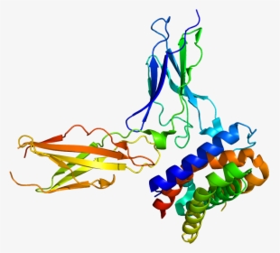 Protein Il28ra Pdb 3og4, HD Png Download, Transparent PNG