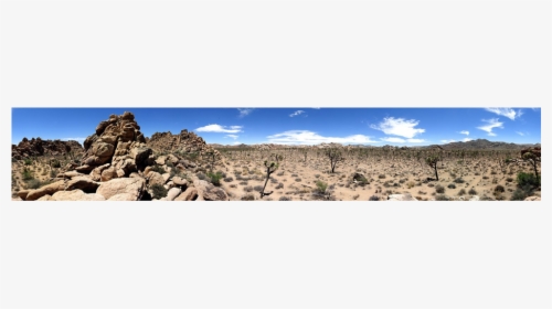 Joshua Tree Png, Transparent Png, Transparent PNG