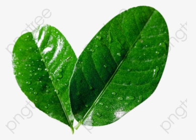 Lemon Leaves Picture Material, HD Png Download, Transparent PNG