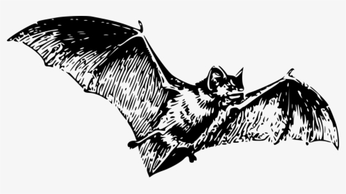 Clipart Free Bat, HD Png Download, Transparent PNG
