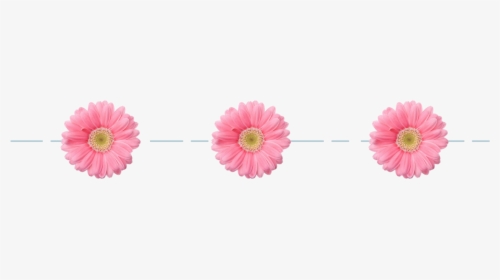 Flower Divider Png, Transparent Png, Transparent PNG