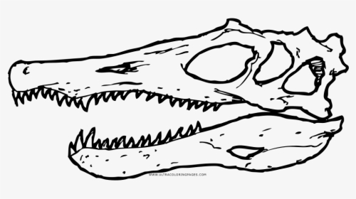Spinosaurus Skull Coloring Page, HD Png Download, Transparent PNG